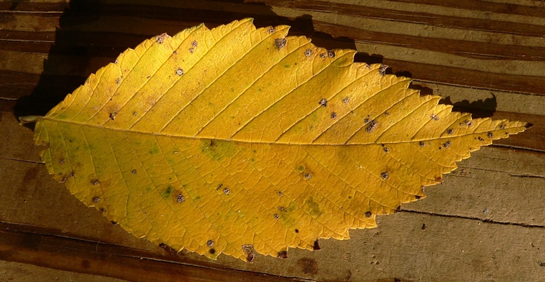 {Ulmus americana}